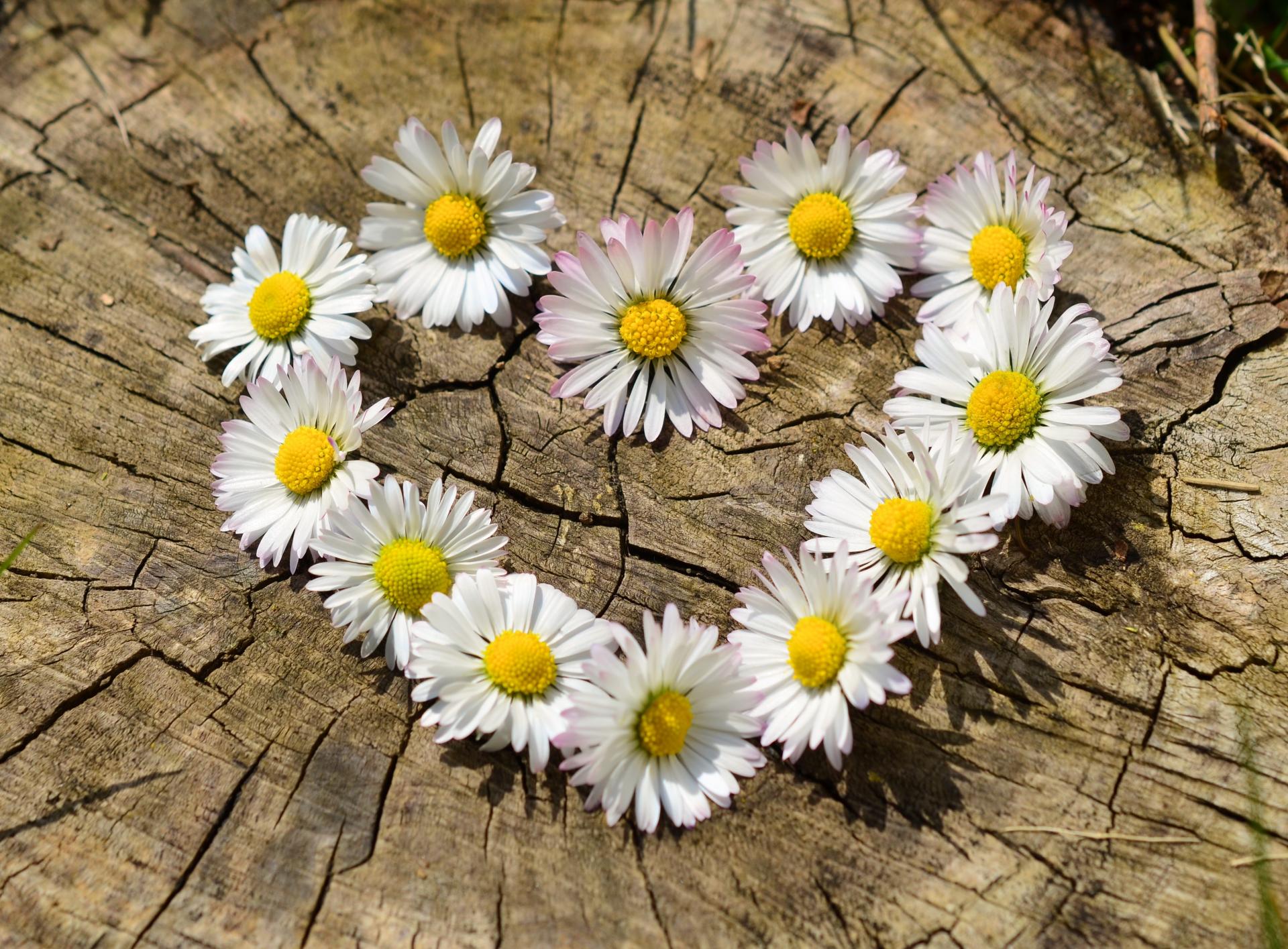 Daisy 712892